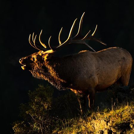Frontier Mountain Retreat - Monthly Long-Term Vacation Rental 30 Days Minimum -- Estes Park Apts Eksteriør billede