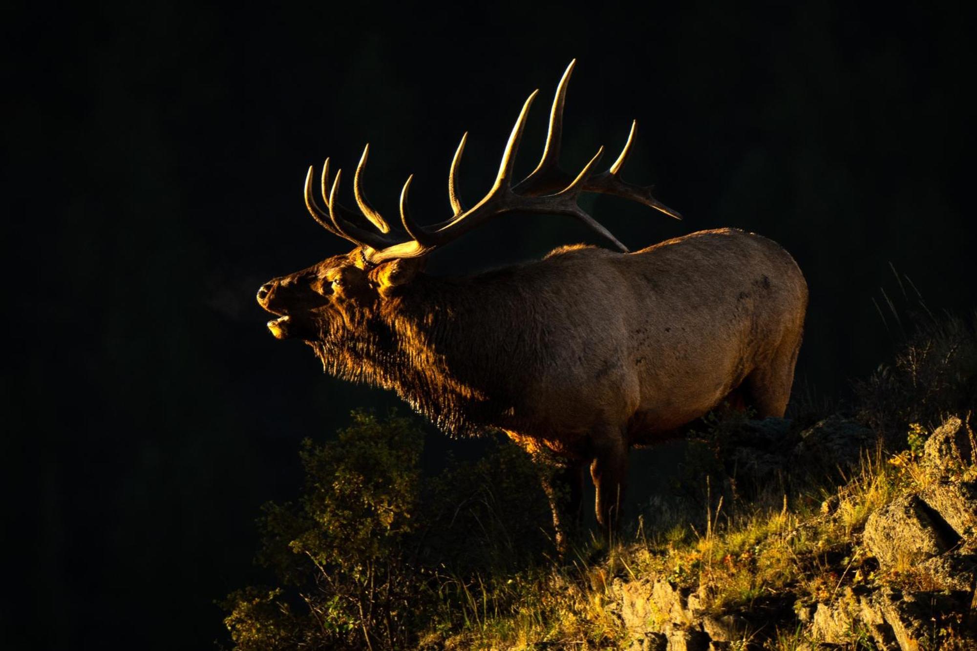Frontier Mountain Retreat - Monthly Long-Term Vacation Rental 30 Days Minimum -- Estes Park Apts Eksteriør billede