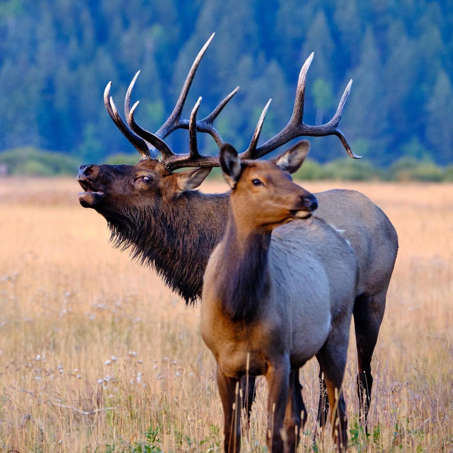 Frontier Mountain Retreat - Monthly Long-Term Vacation Rental 30 Days Minimum -- Estes Park Apts Eksteriør billede